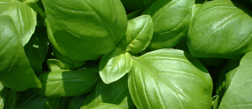 aromatic herbs